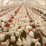 Poultry-farm